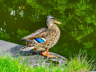 Female duck sitting on the edge of the water