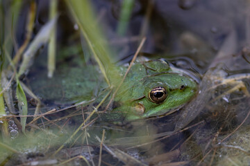 frog in the grass
