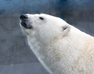 Obraz na płótnie Canvas polar bear in a zoo