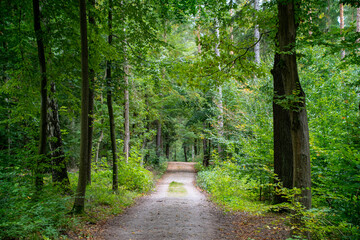 Obraz premium Walkway Lane Path With Green Trees in Forest. Beautiful Alley, road In Park. Way Through Summer Forest.