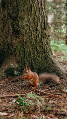 Naklejka na ściany i meble Red-haired wild squirrel in the park looking for and hiding nuts in the ground in autumn