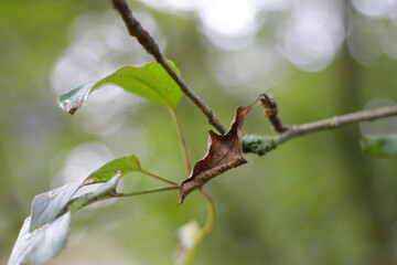  a branch