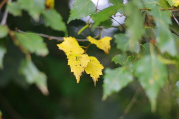 yellow  leaves in autumn