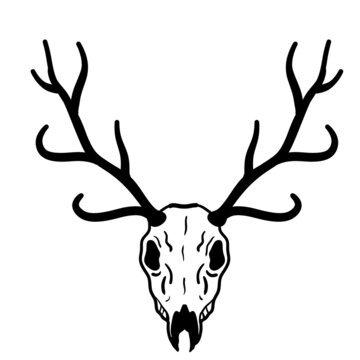Skull of deer. Hunting trophy with horns. Antler of stag or reindeer. Scary black and white drawing for Halloween. Cartoon illustration isolated on white