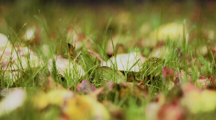 colorful leaves on green grass in autumn