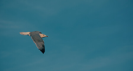 seagull in flight