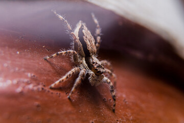 Spiders in the forest have different shapes
taken at close range (Macro)