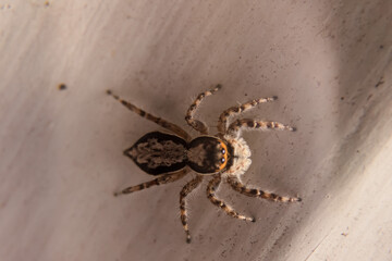 Spiders in the forest have different shapes
taken at close range (Macro)