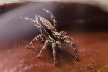 Spiders in the forest have different shapes
taken at close range (Macro)
