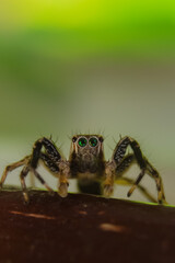 Spiders in the forest have different shapes
taken at close range (Macro)