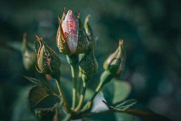 Still life flowers- background art