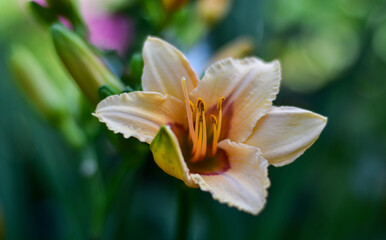 Beautiful Hemerocallis flower close-up on a blurry green background
