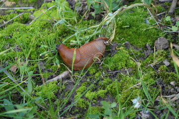 Rote Nacktschnecke 