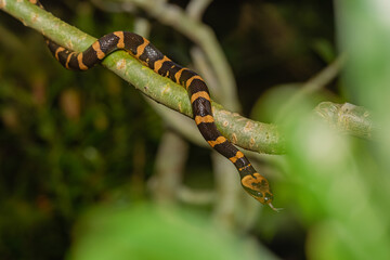 Snack Bungarus Candidus, yellow black
taken at close range