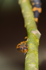 Snack Bungarus Candidus, yellow black
taken at close range