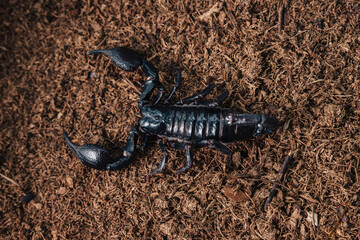 An overhead view of a large venomous scorpion that walks on the ground.