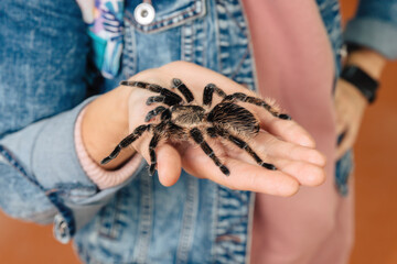 A large tarantula spider sits on the arm.
