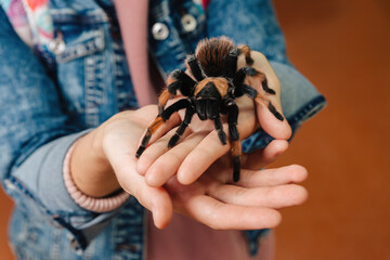 A large tarantula spider sits on the arm.