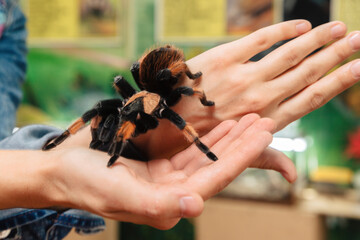 A large tarantula spider sits on the arm. - obrazy, fototapety, plakaty