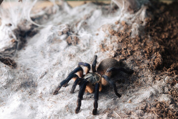 Large tarantula spider on an earthen surface.