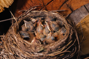 Thrush nest. Bird's nest in the woodshed. Newborn chicks blackbird. Chicks sleep in a nest made of straw.