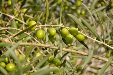 Green olives on olive tree branch in nature, Istria, Croatia