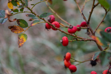 Red berries on a branch