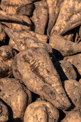 Pile of harvested sugar beet root crops in field