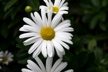 White daisy in a garden.