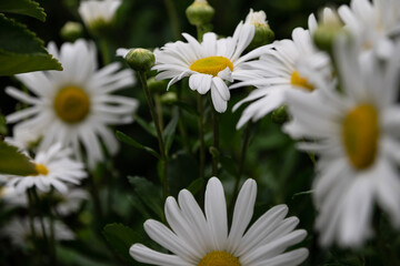white daisies in a garden