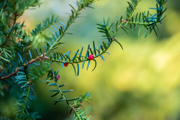Christmas tree with berries. Axus baccata. Common yew, English yew, or European yew. 