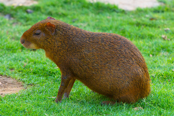 Brown Capybara (Hydrochoerus hydrochaeris) on grass
