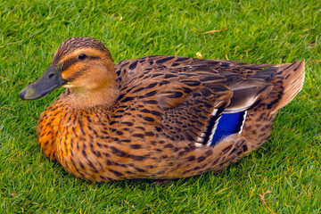 portrait of female mallard duck standing in green grass. brown duck white blue - Powered by Adobe