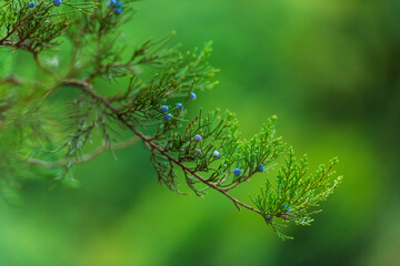 Juniper branches. Beautiful background. Blue juniper berries