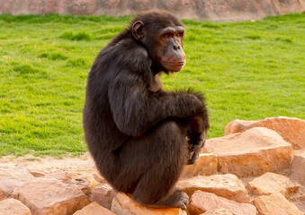 Chimpanzee black monkey sitting on grass