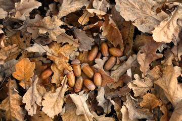 dry oak leaves and acorns, natural forest background close up. symbol of autumn seeason. fall time. flat lay