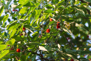 Silver maple close-up