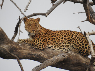 Majestic leopard examining the wild forest while laying on the tree