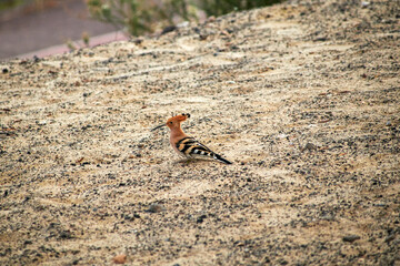 a canarian hoopoe bird, latin Upupa epops, sits on a sandy path on Fuerteventura