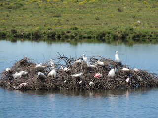 Açude com garças, pássaro no lago