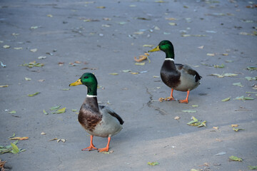Two ducks are walking along the road