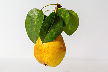 Ripe juicy yellow pear with leaves isolated on a light background.