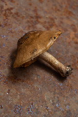 Forest mushrooms - abstract background