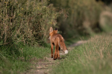 Red fox Vulpes vulpes on a forest road in search of food - fox natural habitat - rural forest landscape, natural forest, red animal, predator with a tail