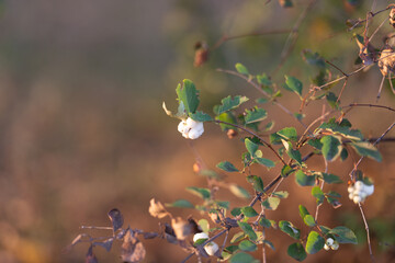 Snowberry