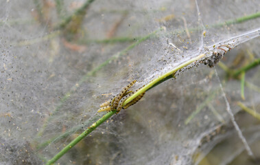  Eichen-Prozessionsspinner