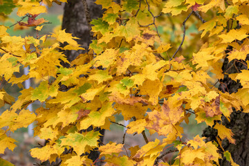 Yellow Autumn maple leaves still hanging on branches.