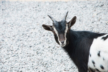 small ruminants. thoroughbred goat.animal with horns