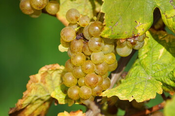 Ein Traubenbüschel an einer Weinrebe mit Traubenblättern