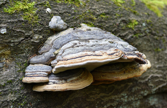 Baumpilz Zunderschwamm 